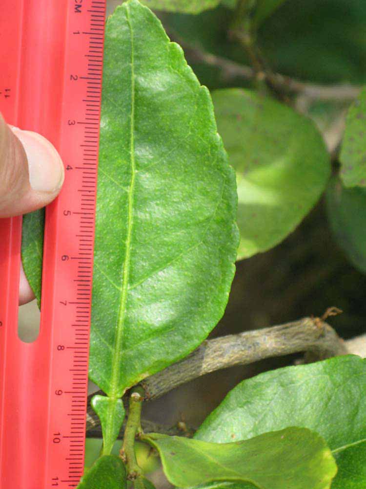              Unifoliolate leaf (Winter Haven, FL)       